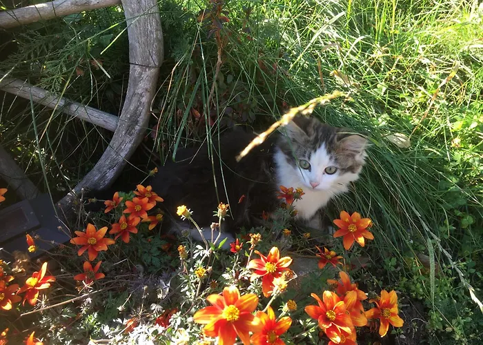 Suntinger * Mörtschach